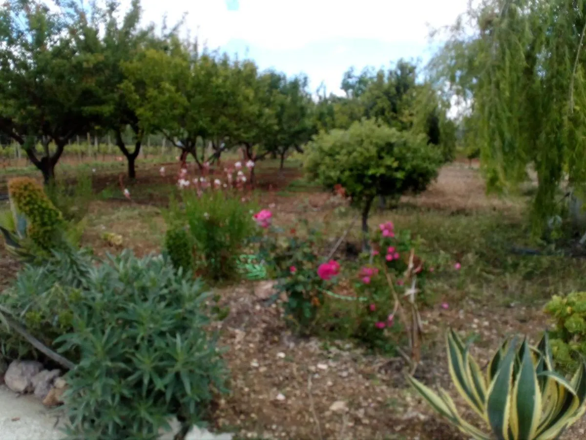 Апартаменты Il Giardino Delle Rose A Ольмедо